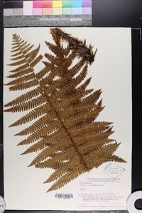 Dryopteris crassirhizoma image