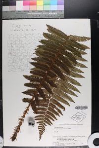 Dryopteris crassirhizoma image