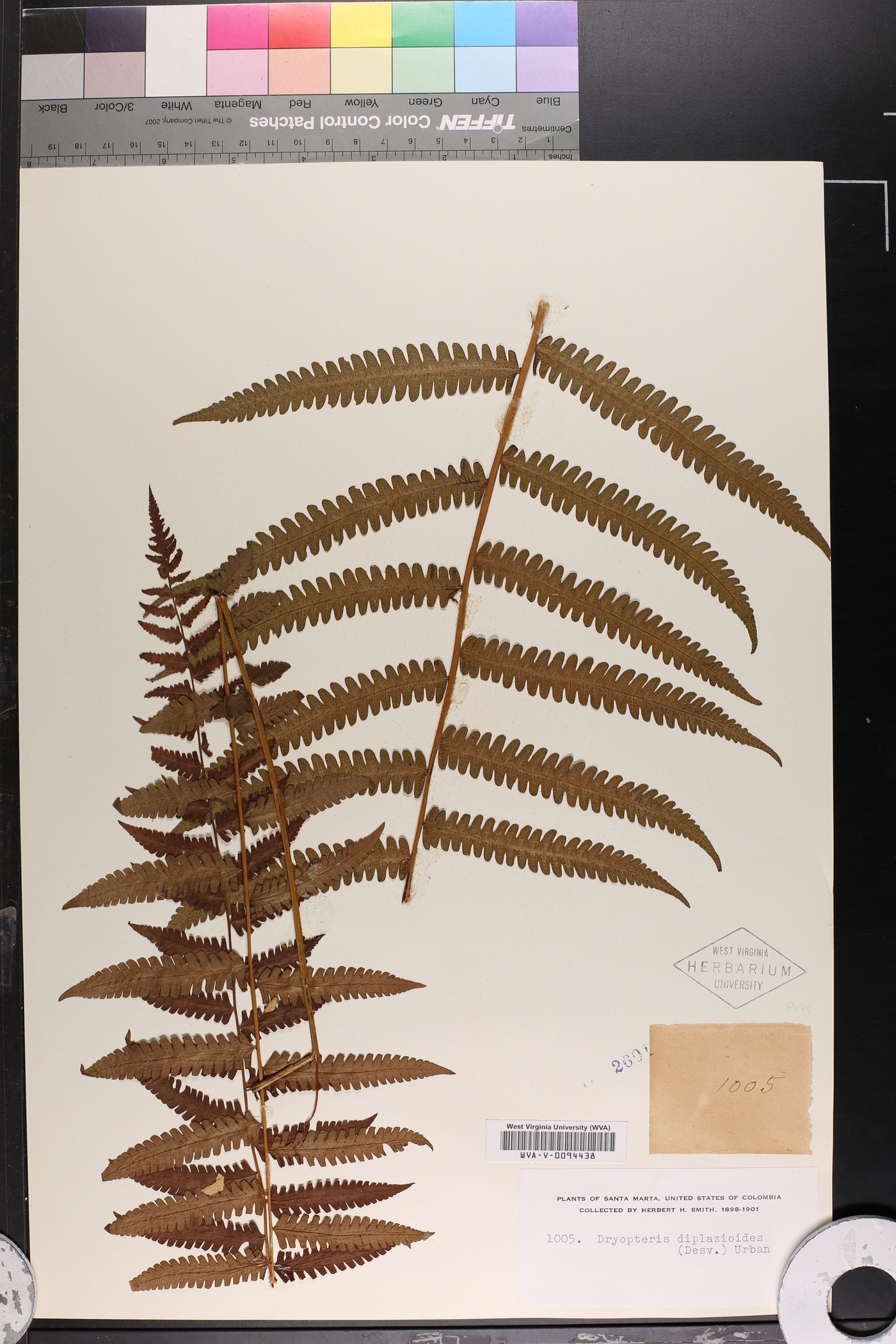 Dryopteris diplazioides image