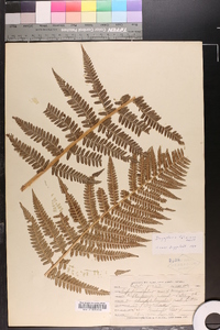 Dryopteris filix-mas image