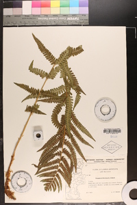 Dryopteris filix-mas image