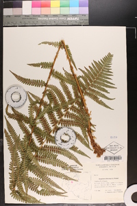 Dryopteris filix-mas image