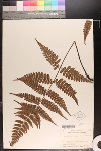 Dryopteris fuscipes image