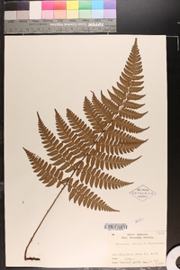 Dryopteris fuscipes image