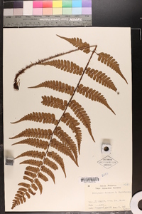 Dryopteris fuscipes image