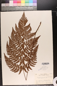 Dryopteris fuscipes image