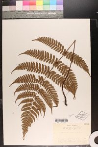 Dryopteris fuscipes image