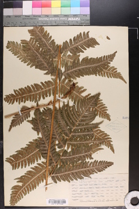 Dryopteris goldieana image