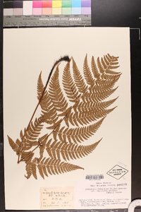 Dryopteris pacifica image