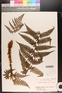 Dryopteris lacera image