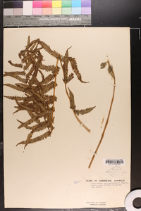 Christella dentata image