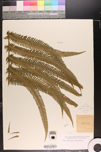 Dryopteris patens image