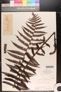 Dryopteris goldieana image