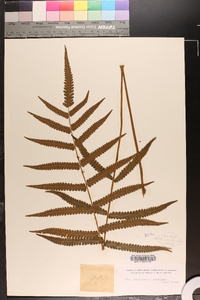 Dryopteris tetragona image