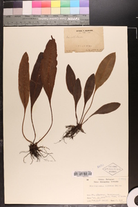 Elaphoglossum tosaense image