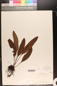 Elaphoglossum tosaense image