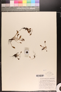 Elaphoglossum piloselloides image