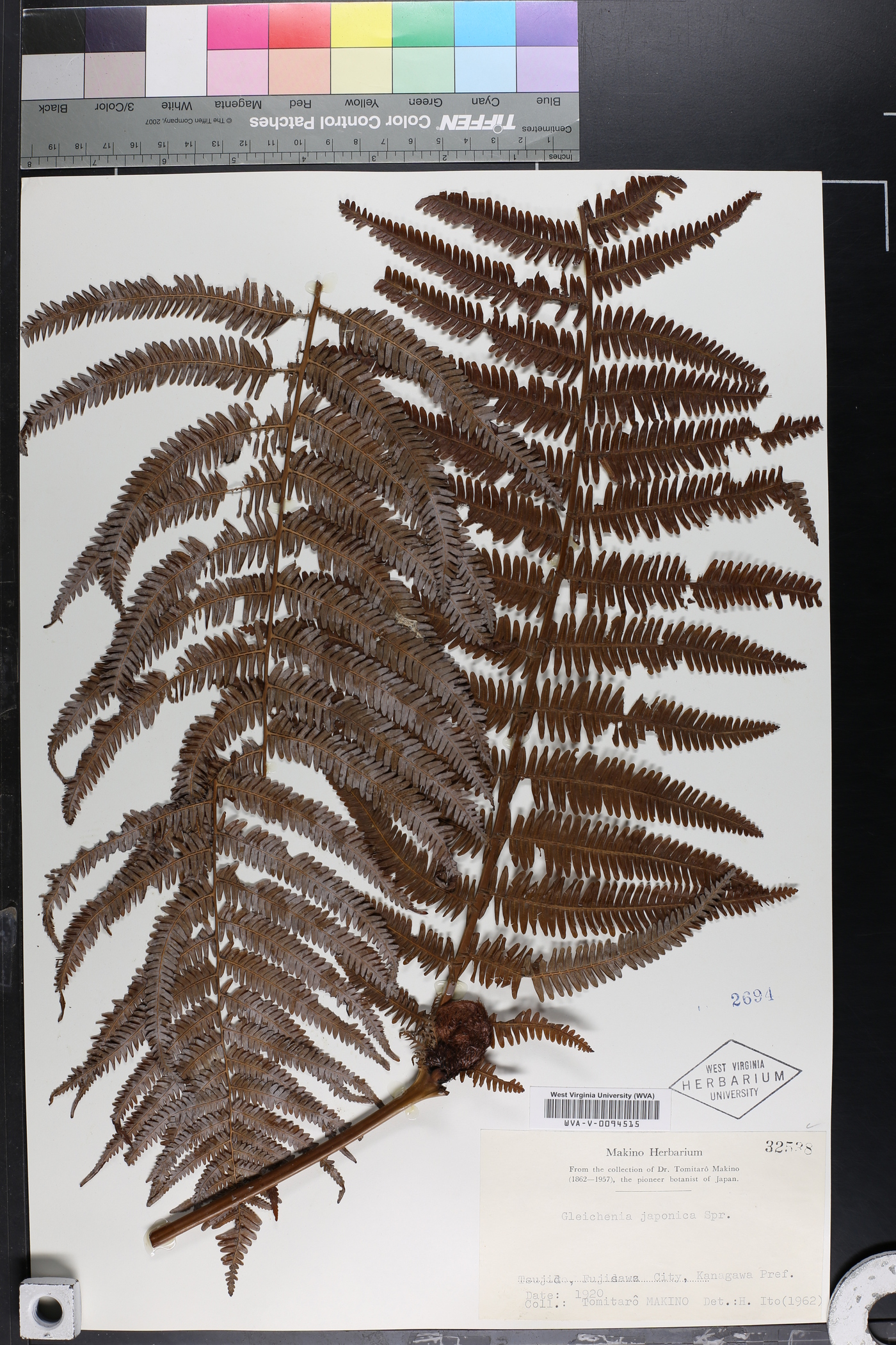 Gleichenia japonica image