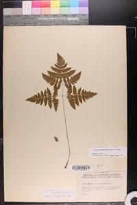 Gymnocarpium dryopteris image