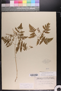 Gymnocarpium dryopteris image