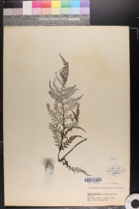 Gymnogramma calomelanos image