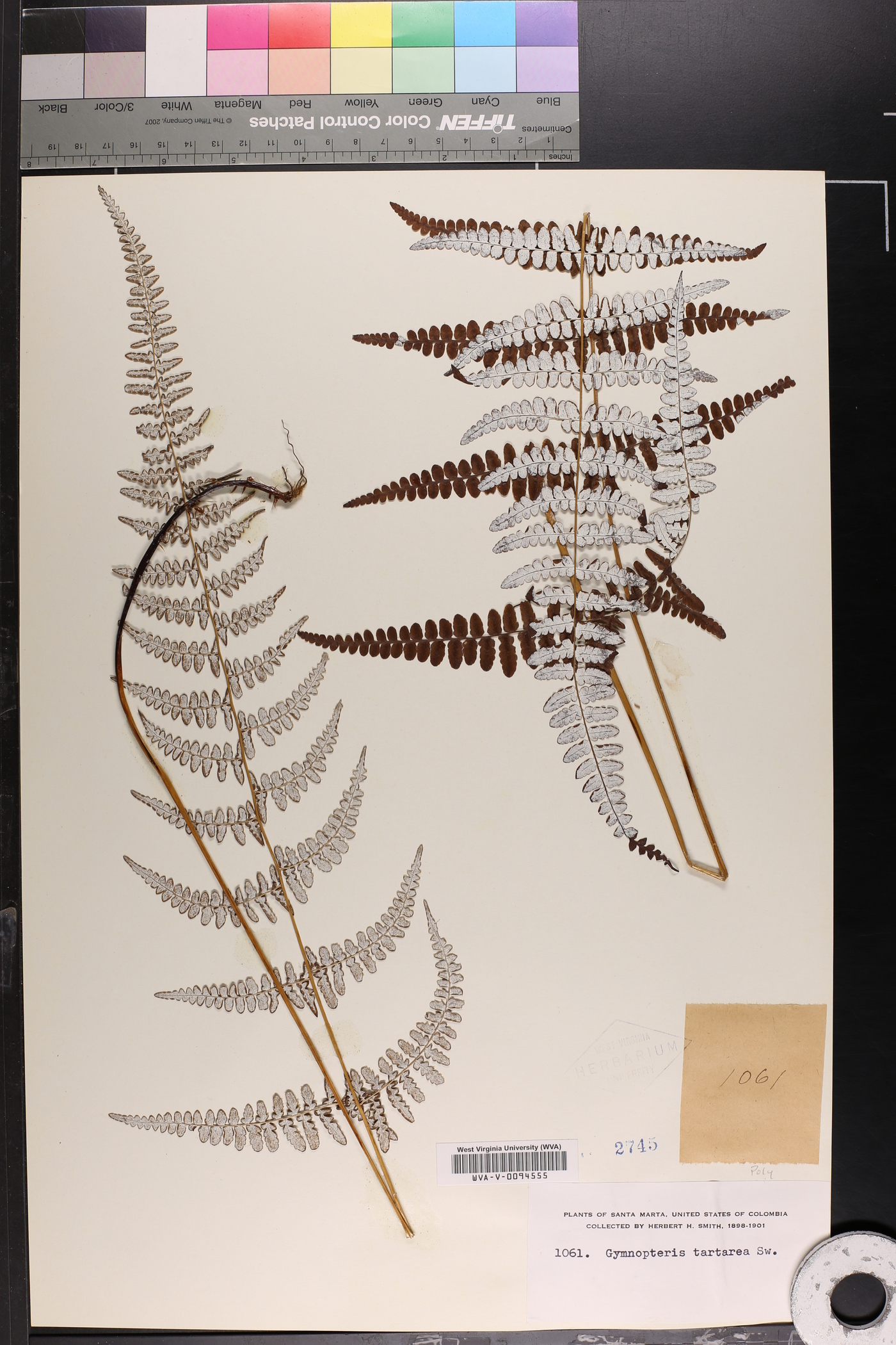 Gymnopteris image