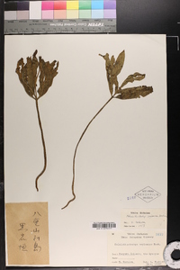 Helminthostachys zeylanica image