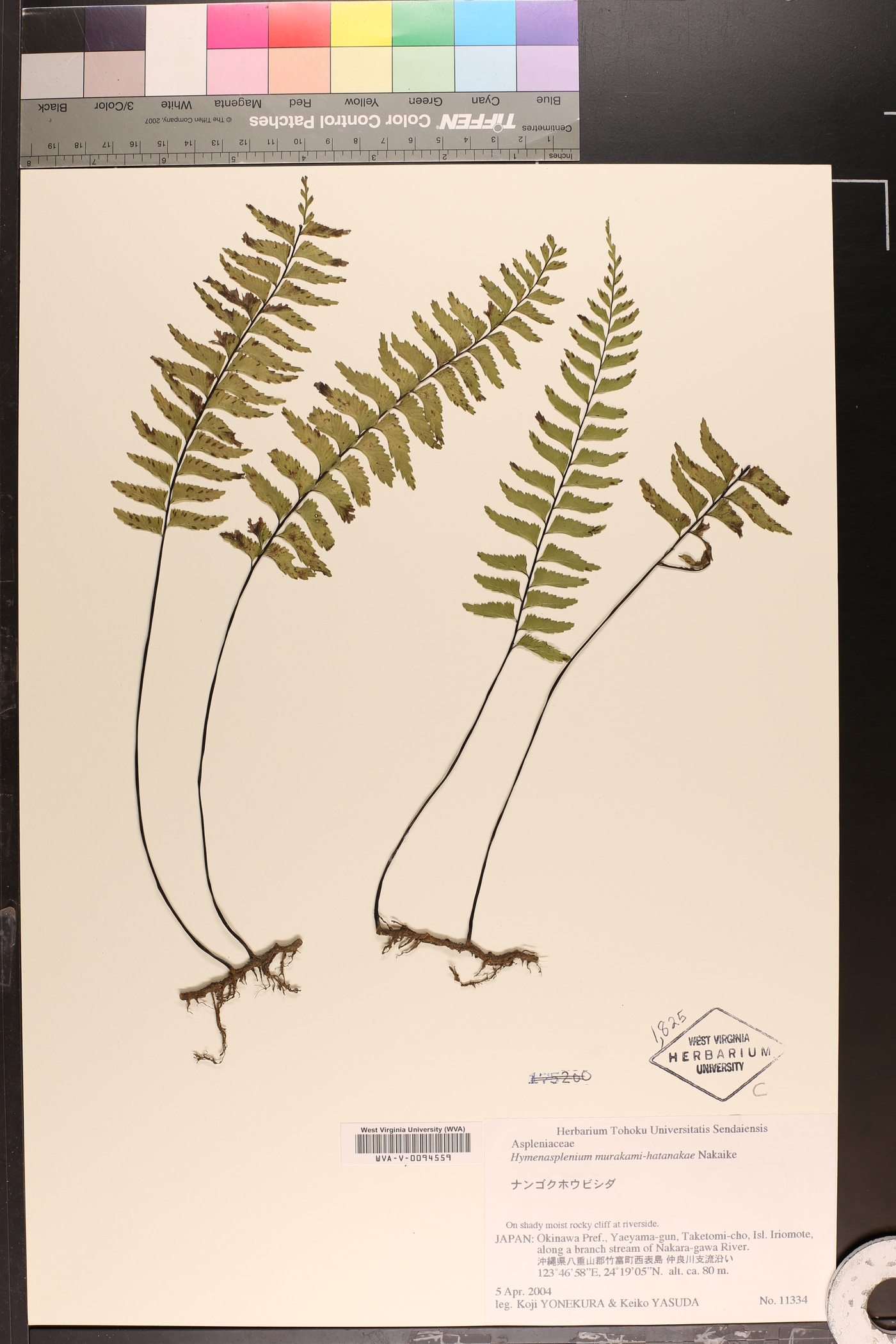 Hymenasplenium pubirhizoma image