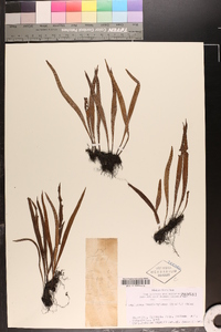Lepisorus thunbergianus image