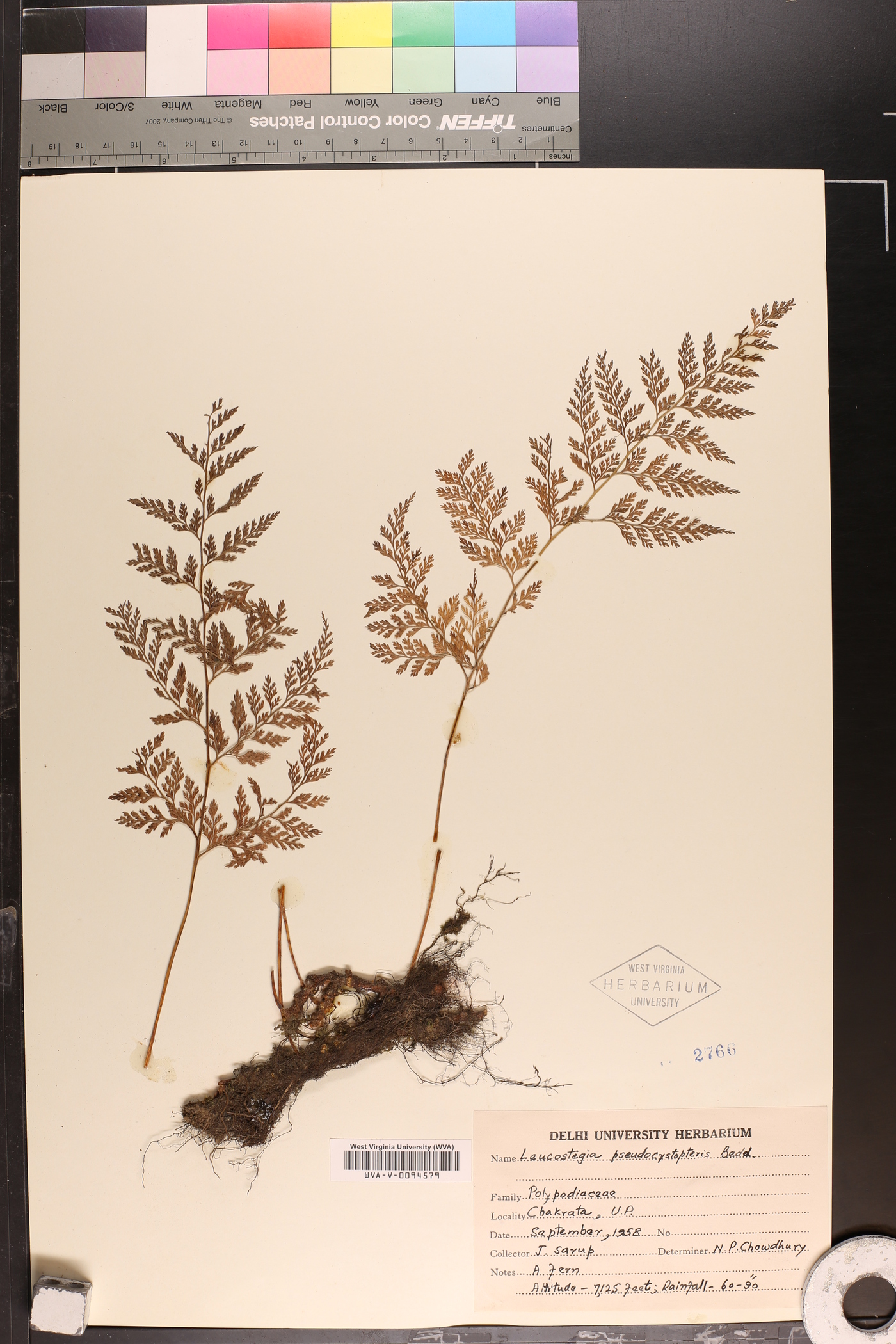 Davallia pulchra image
