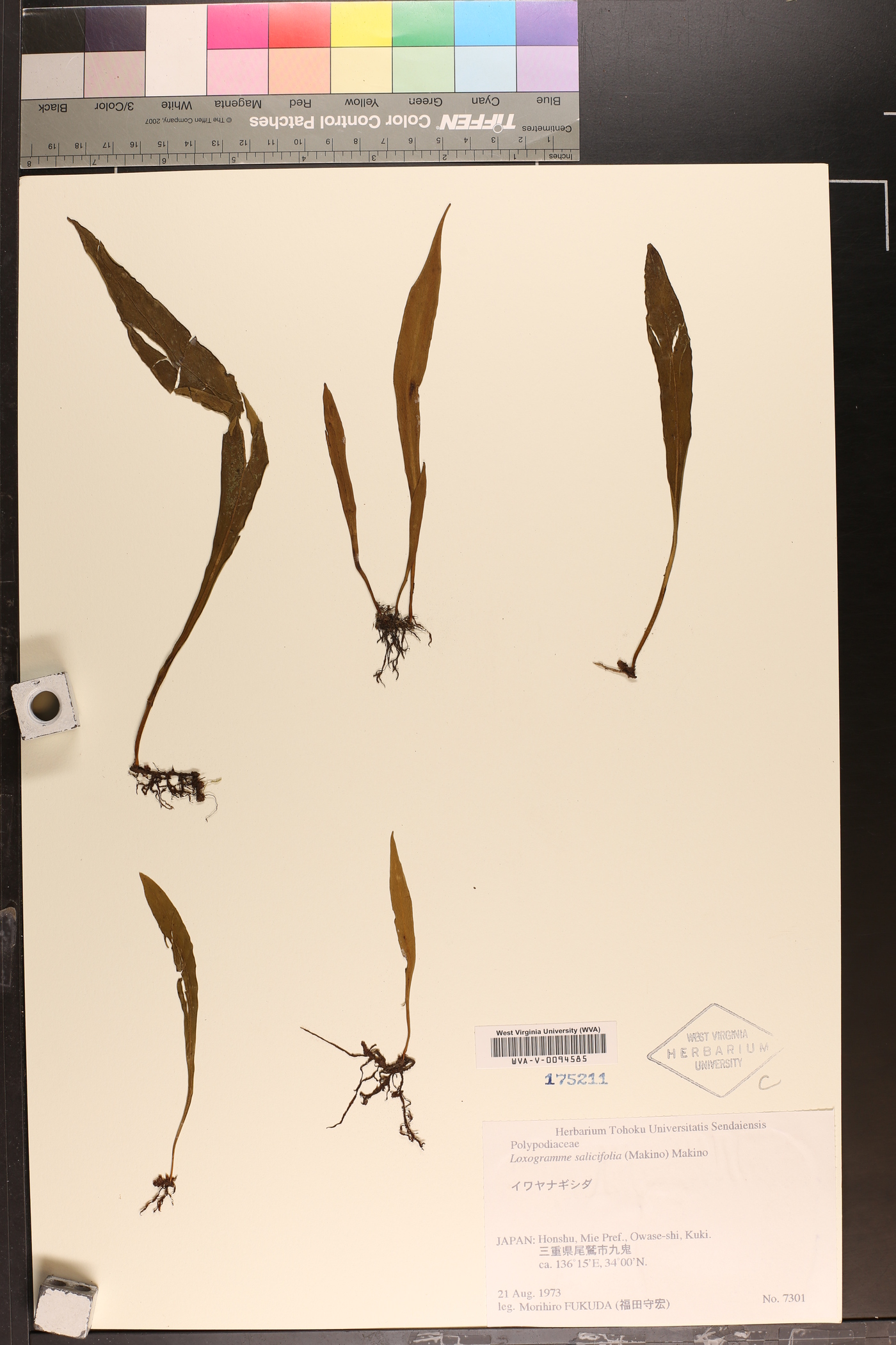 Loxogramme salicifolia image