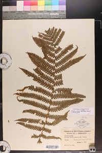 Matteuccia struthiopteris image