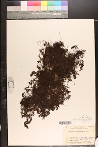 Hymenophyllum oligosorum image