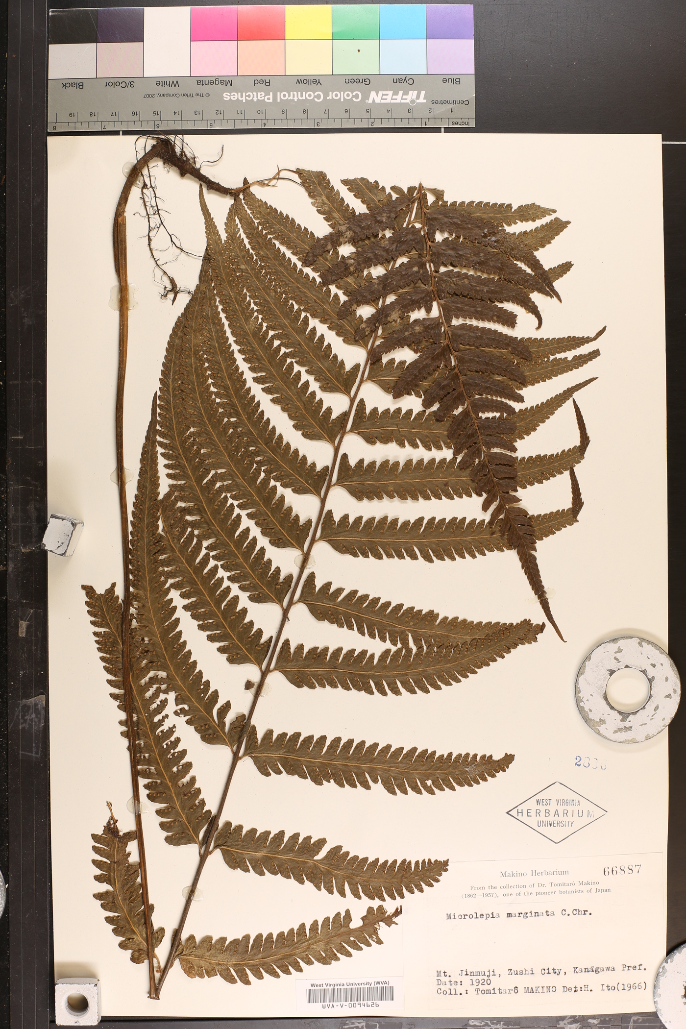 Microlepia marginata image
