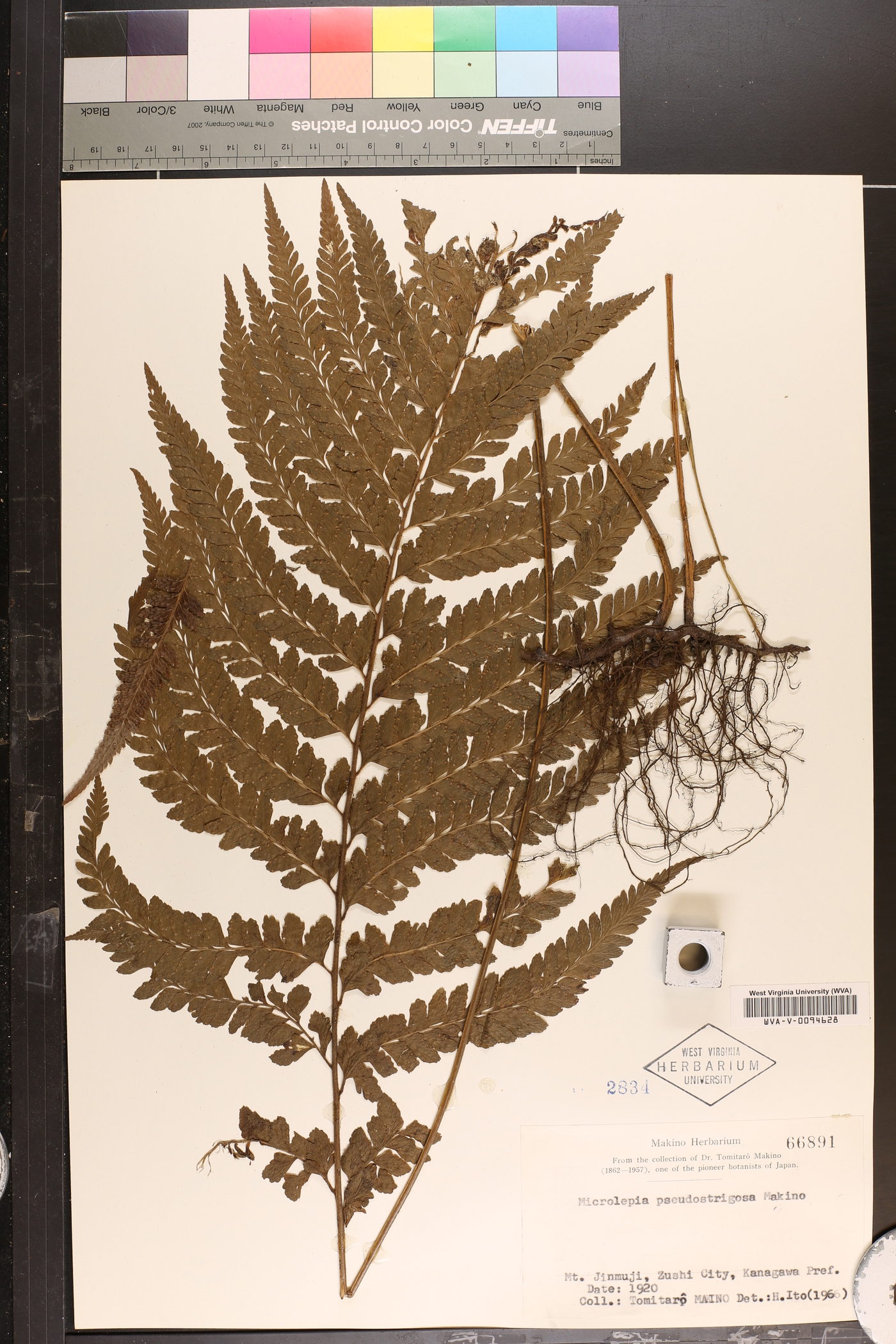 Microlepia pseudostrigosa image
