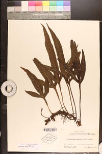 Microsorum pteropus image