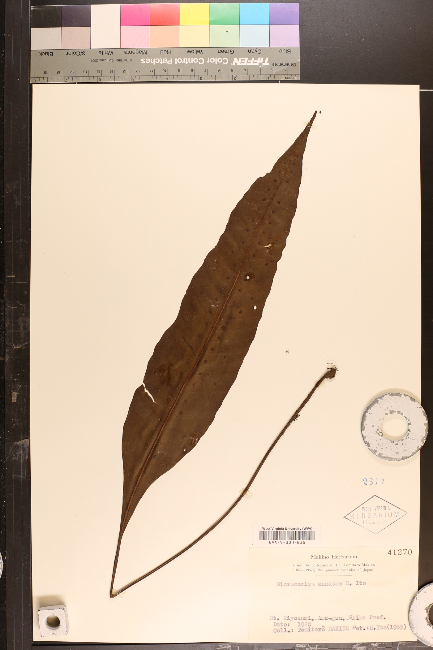 Lepisorus ensatus image