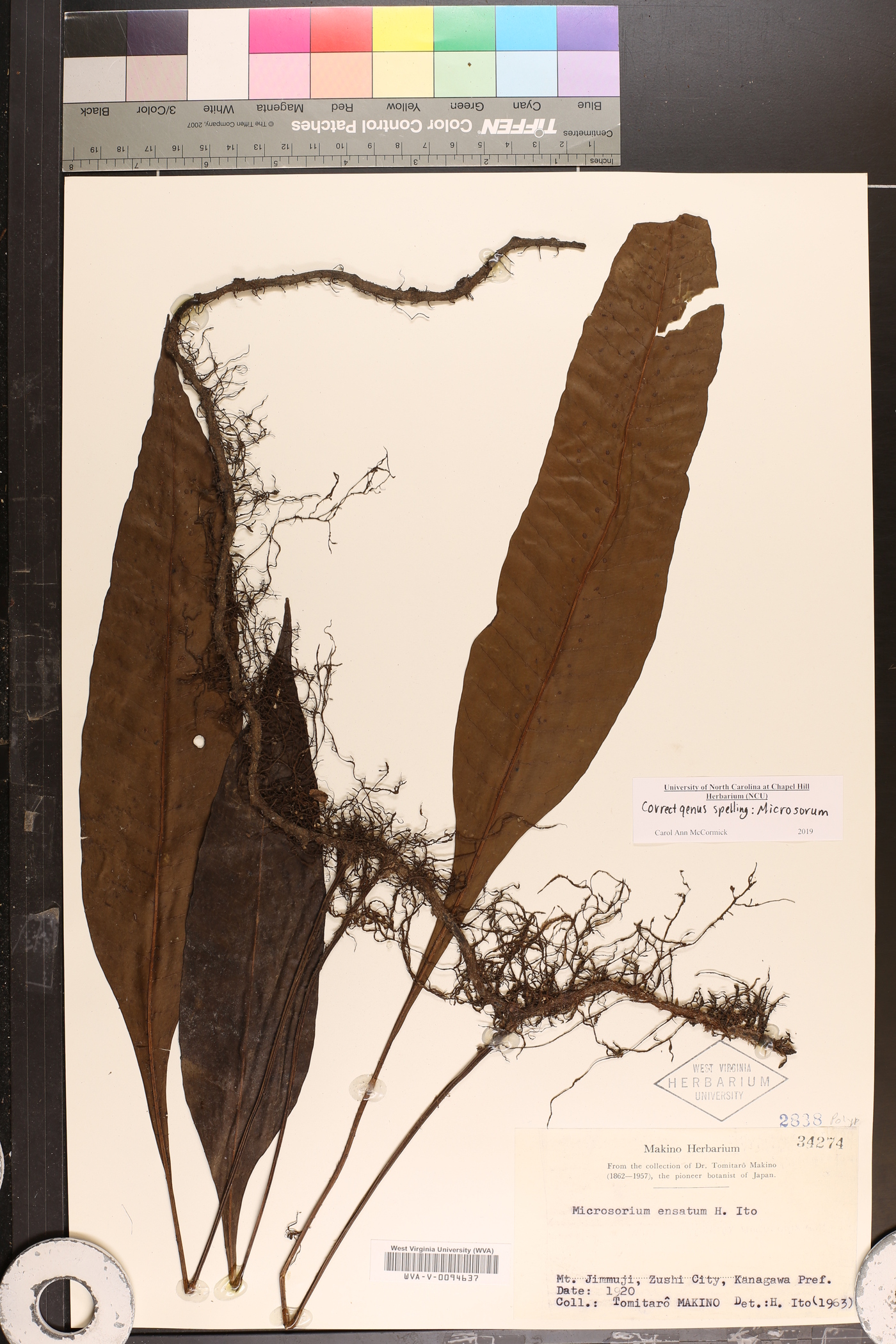 Lepisorus ensatus image