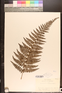 Monachosorum flagellare image