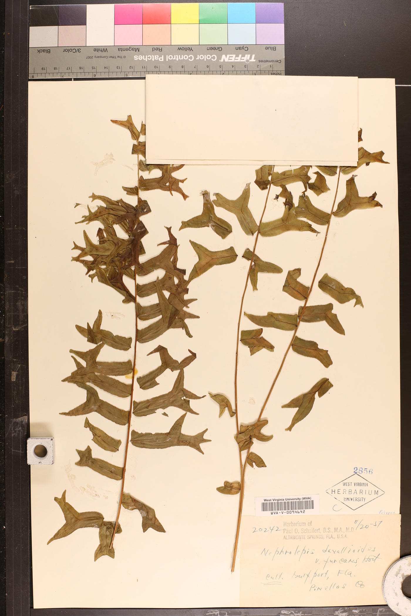 Nephrolepis davallioides var. furcans image