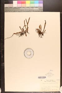 Pyrrosia linearifolia image