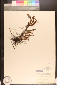 Pyrrosia linearifolia image