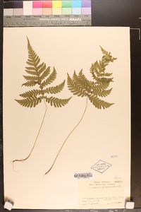 Phegopteris polypodioides image