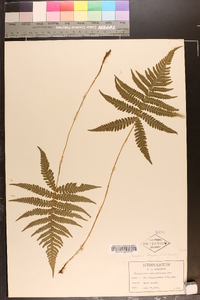 Dryopteris phegopteris image