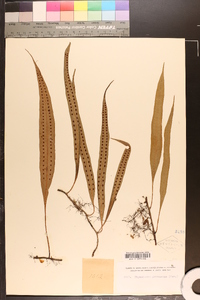 Pleopeltis percussa image