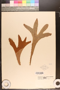 Platycerium hillii image