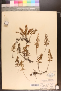 Polypodium polypodioides image