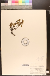 Polypodium polypodioides image