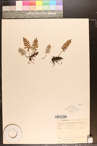 Polypodium polypodioides image