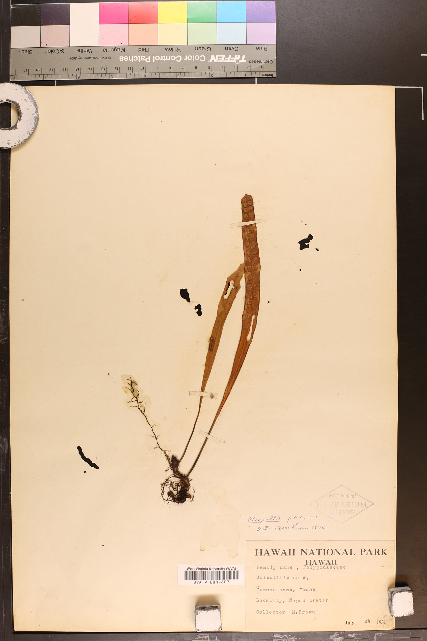 Pleopeltis percussa image
